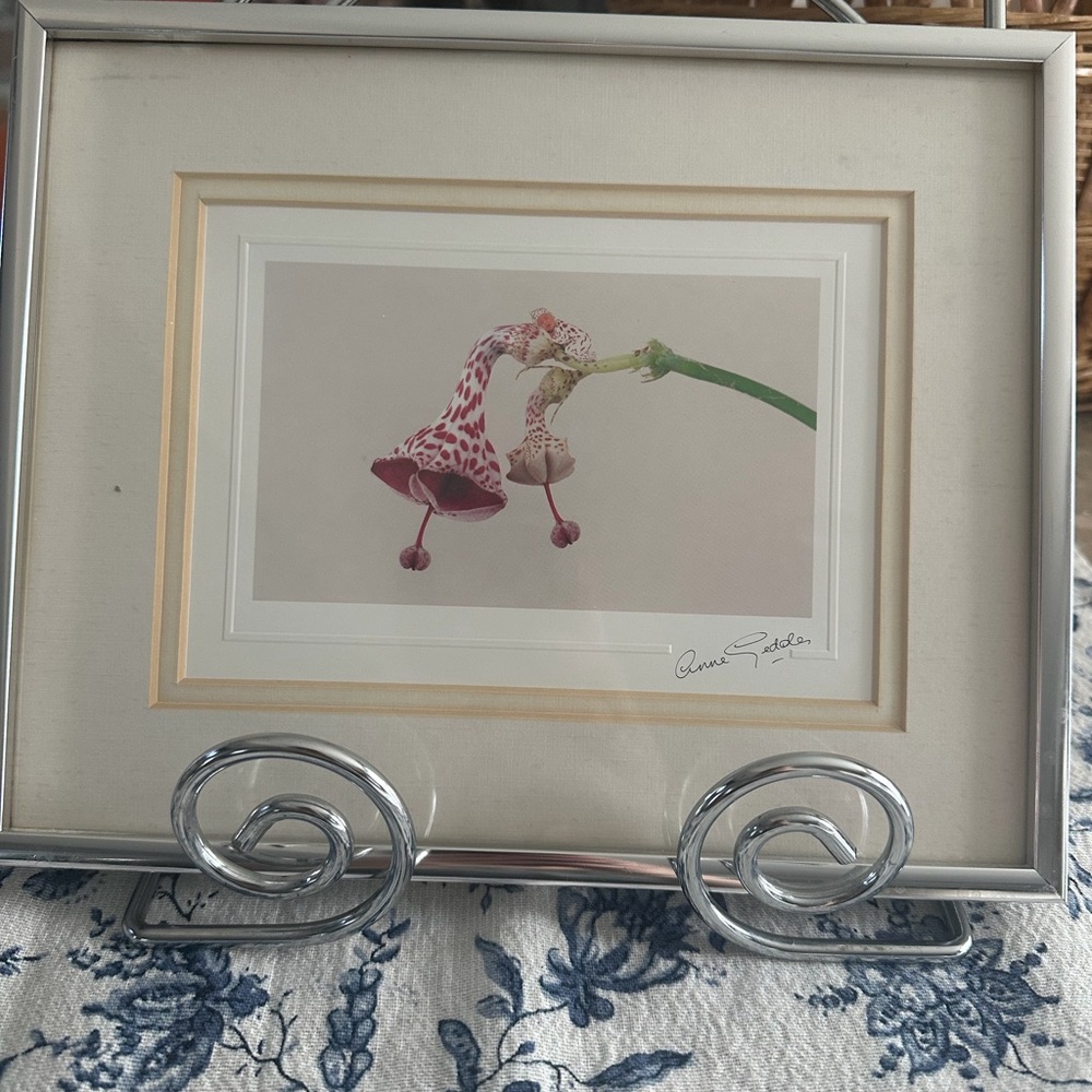 Anne Geddes Framed Art Print